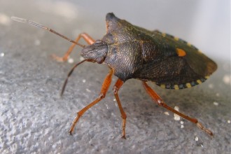 Forest Bug , 6 Bug Or Beetle In Bug Category