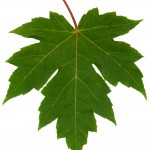 freeman maple leaf , 7 Maple Leaf Photos In Plants Category