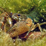 freshwater crayfish images , 6 Crayfish Images In Decapoda Category