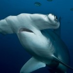 fun facts about hammerhead sharks , 6 Hammerhead Sharks Facts In pisces Category