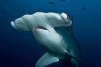 fun facts about hammerhead sharks in Butterfly