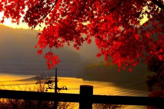 Golden Autumn Landscape , 4 Maple Leaf Landscaping In Plants Category