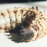 goliath beetle caterpillar , 6 Photos Of Goliath Beetle Larvae In Beetles Category
