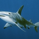 great hammerhead shark , 6 Hammerhead Sharks Facts In pisces Category