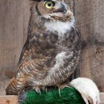 great horned owl facts and pictures , 6 Great Horned Owl Facts In Birds Category