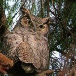 great horned owl habitat , 6 Great Horned Owl Facts In Birds Category