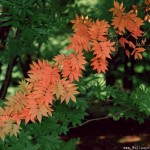 green and red maple leaf , 4 Maple Leaf Landscaping In Plants Category