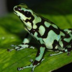 green poison dart frog , 6 Poisonous Dart Frog In Amphibia Category