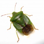 green shield bug , 6 Bug Or Beetle In Bug Category