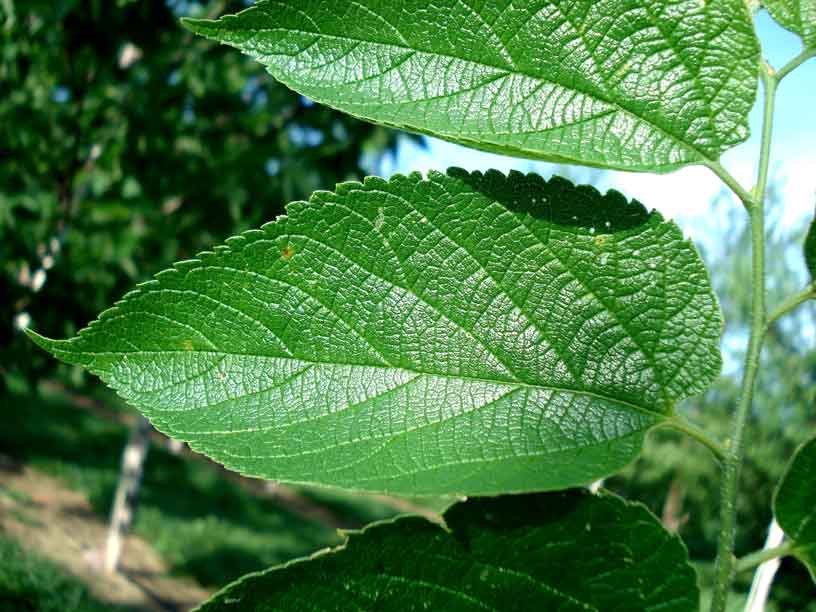 hackberry leaf