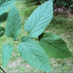 hackberry tree leaf characteristics , 6 Hackberry Tree Leaf Pictures In Plants Category