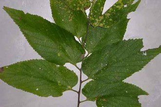Hackberry Tree Leaf Facts , 6 Hackberry Tree Leaf Pictures In Plants Category