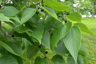 Hackberry Tree Leaf Pictures , 6 Hackberry Tree Leaf Pictures In Plants Category