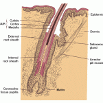 hair follicle , 8 Structure Hair Follicle Pictures In Organ Category