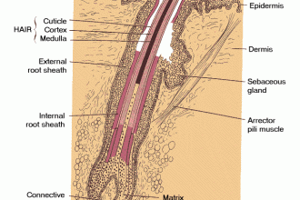 Hair Follicle , 8 Structure Hair Follicle Pictures In Organ Category