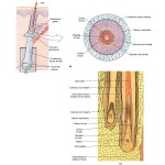 hair follicle, root and lower structure , 8 Structure Hair Follicle Pictures In Organ Category