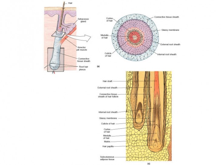Organ , 8 Structure Hair Follicle Pictures : Hair Follicle, Root And Lower Structure