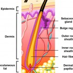 hair follicle structure , 8 Structure Hair Follicle Pictures In Organ Category