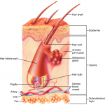 hair follicle tubelike structure , 8 Structure Hair Follicle Pictures In Organ Category
