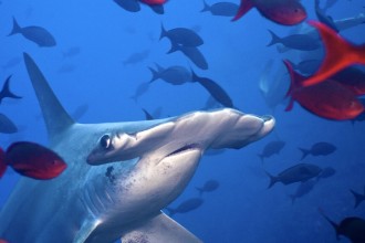 Hammerhead , 6 Facts About Hammerhead Sharks In pisces Category