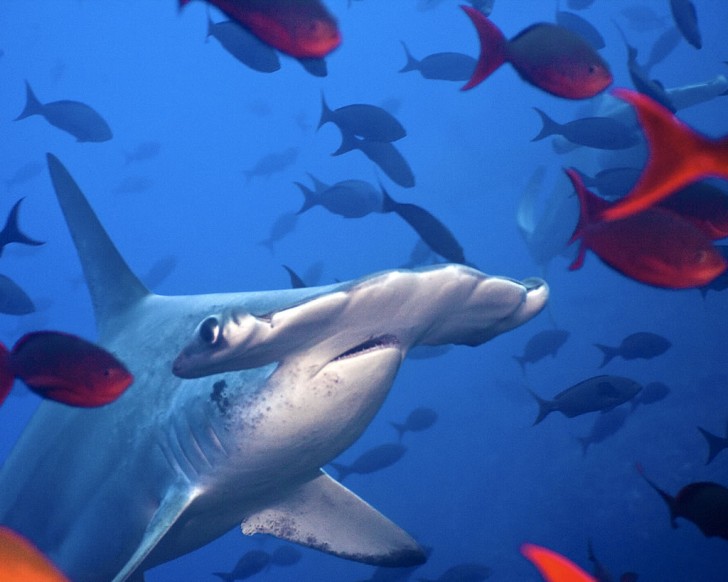 pisces , 6 Facts About Hammerhead Sharks : Hammerhead