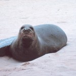 hawaiian monk seal endangered , 5 Hawaiian Monk Seal Facts In Mammalia Category