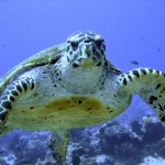 hawksbill sea turtle image , 6 Hawksbill Sea Turtle Facts In Reptiles Category