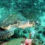 hawksbill sea turtle interesting facts , 6 Hawksbill Sea Turtle Facts In Reptiles Category