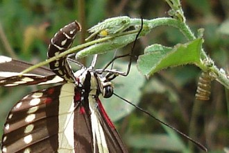 Heliconius Charithonia Laying Eggs , 6 Zebra Longwing Butterfly Laying Eggs Photo In Butterfly Category
