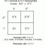 hemophilia punnett square , 7 Hemophilia Punnett Square In Genetics Category