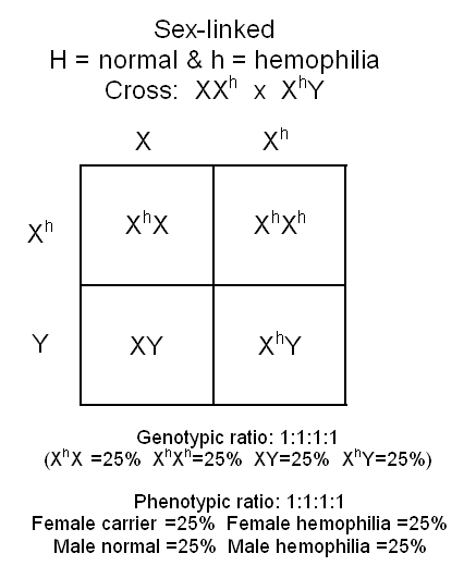 Genetics , 7 Hemophilia Punnett Square : Hemophilia Punnett Square