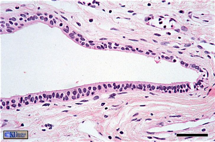 Cell , 6 Photos Of Anatomy Histology : Histology