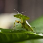 hooded leaf mantis , 6 Pictures Of Leaf Mantis In Orthoptera Category