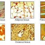 human body tissue , 7 Tissue Pictures In The Human Body In Cell Category