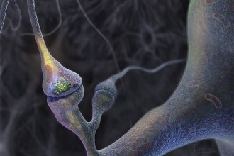 Human Neuron HD Wallpaper , 5 Brains Synapse Neurons Wallpaper In Brain Category