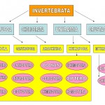 invertebrates hierarchical taxonomy diagram , 5 Types Of Invertebrates In Invertebrates Category