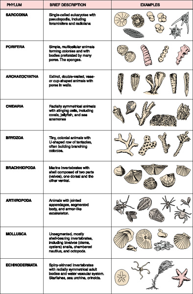 invertebrates list : Biological Science Picture Directory – Pulpbits.net