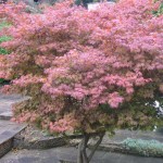 japanese maple tree , 7 Maple Leaf Lawn Care In Plants Category