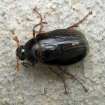 june beetle photo  , 6 June Bug Beetles In Bug Category