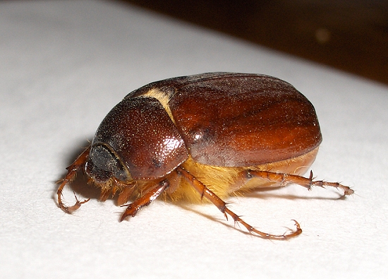 Bug , 6 June Bug Beetles : June Bug Beetles