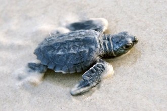 Kemp's Ridley Sea Turtle Endangered , 6 Kemp’s Ridley Sea Turtle In Reptiles Category