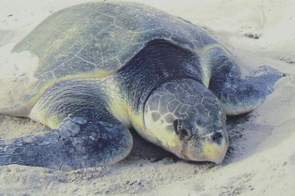Kemp's Ridley Sea Turtle Facts , 6 Kemp’s Ridley Sea Turtle In Reptiles Category