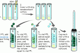 lab bench cellular respiration in Cell