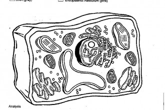 label plant cell worksheet 2 in Plants