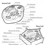 label plant cell worksheet 3 , 5 Label Plant Cell Worksheet In Cell Category