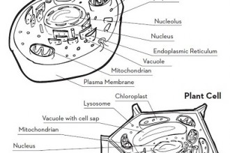Label Plant Cell Worksheet 3 , 5 Label Plant Cell Worksheet In Cell Category