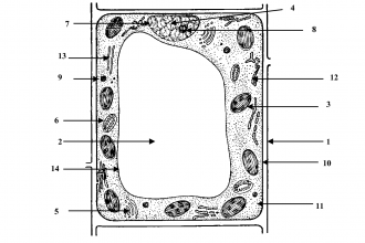 Label Plant Cell Worksheet 4 , 5 Label Plant Cell Worksheet In Cell Category
