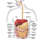 label the diagram of the digestive system , 7 Label The Parts Of The Digestive System In Organ Category