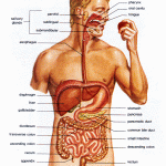 label the parts of the digestive system , 7 Label The Parts Of The Digestive System In Organ Category
