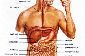 Label The Parts Of The Digestive System , 7 Label The Parts Of The Digestive System In Organ Category
